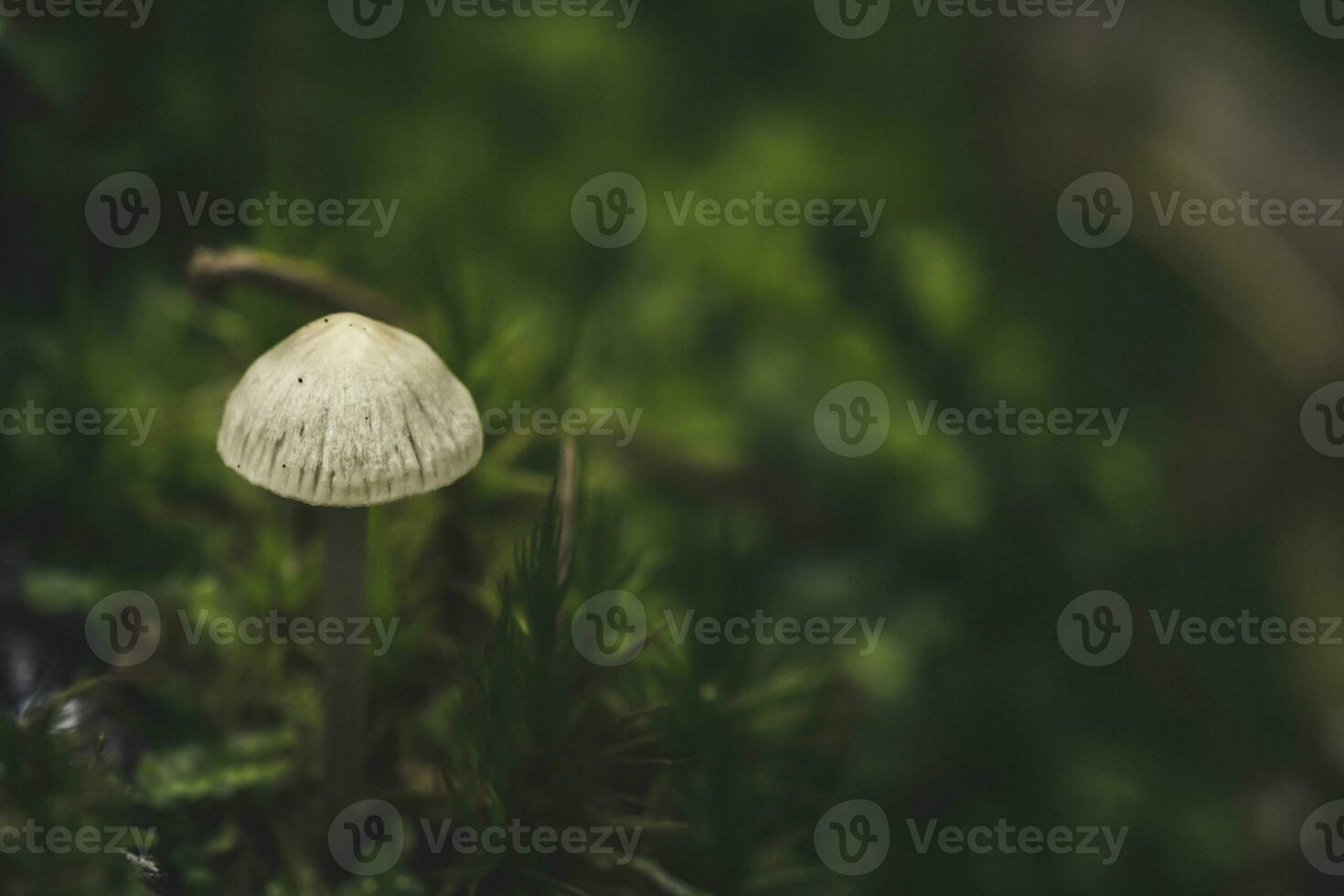 Horizontal macro shot of a Grooved Bonnet Toadstool, Mushroom. Latin name Mycena Polygramma photo