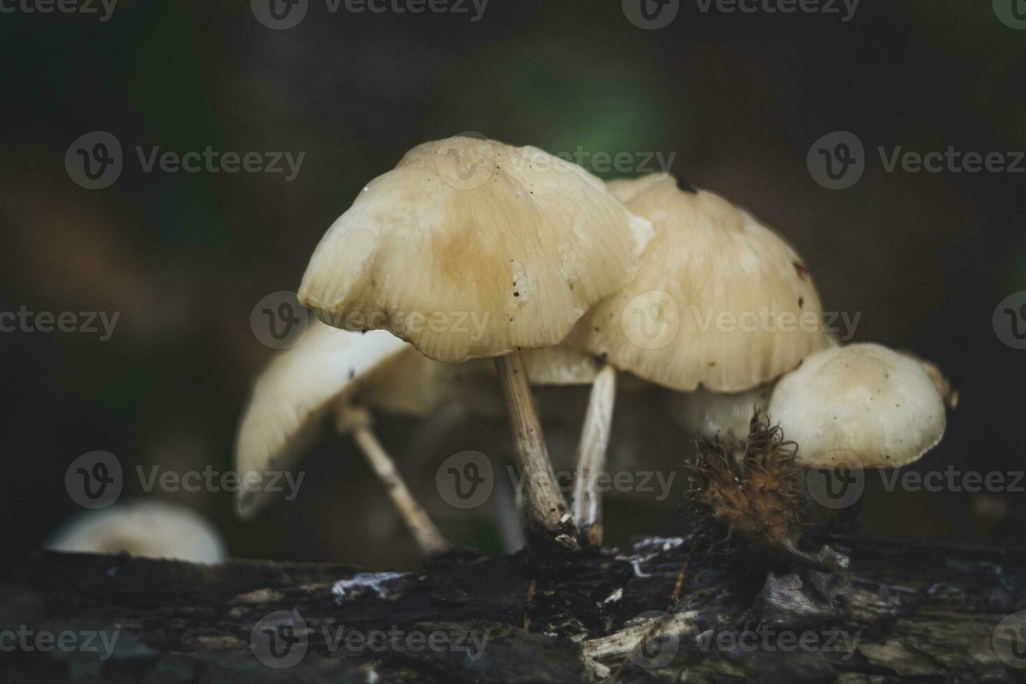 Group of porcelain fungus growing on a dead tree log. Latin name Oudemansiella mucida. photo