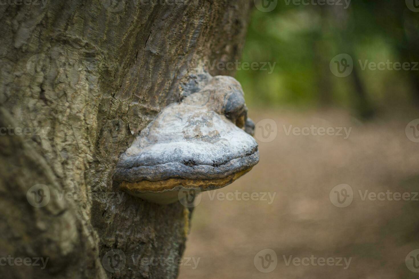 Hoof fungus on a tree bark in the forest photo