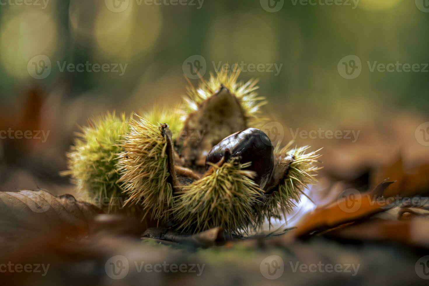 Open chestnut husk, or Latin name Castanea sativa in the forest with autumn leaves. photo