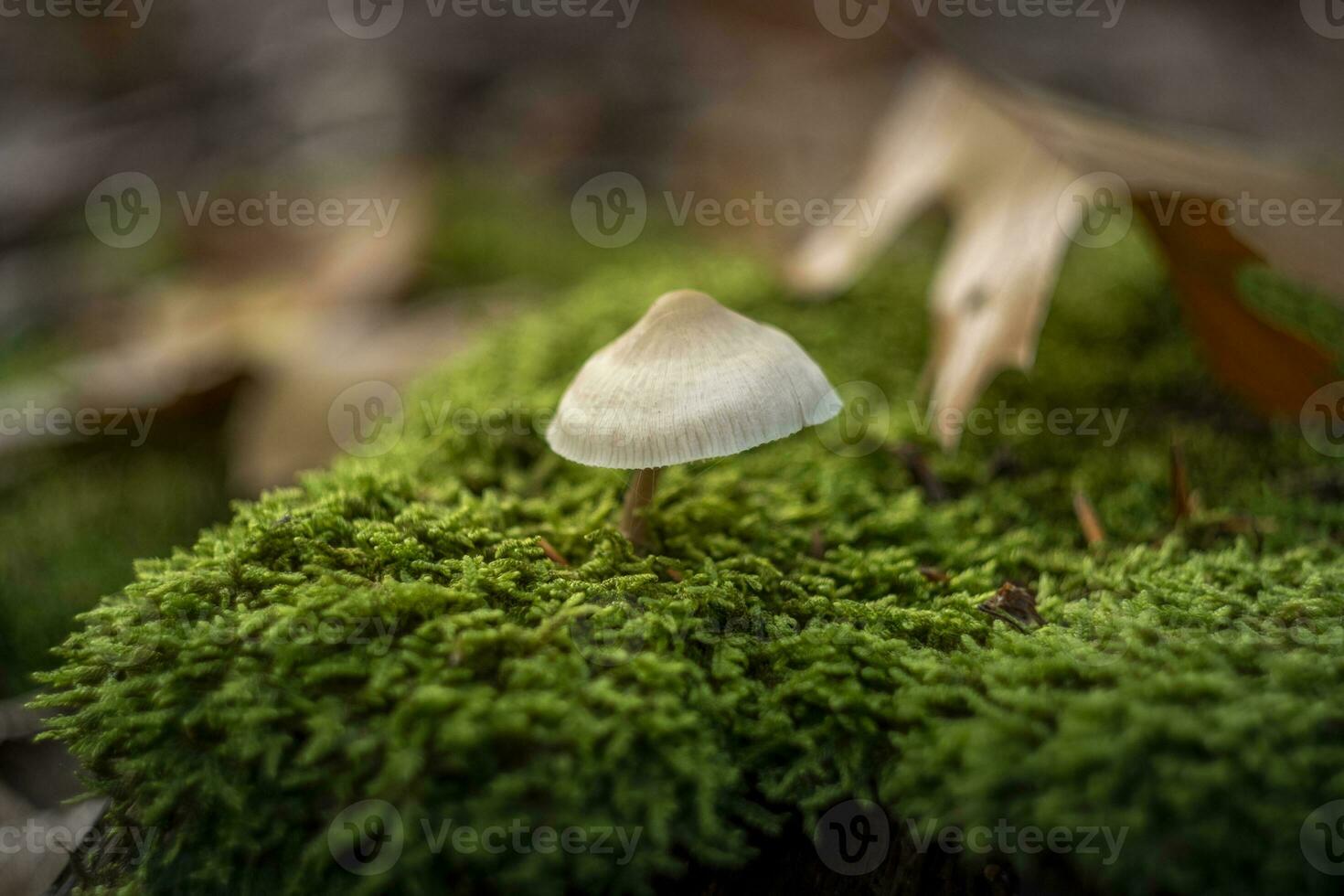 Mycena galericulata mushroom commonly known as common bonnet, toque mycena, common mycena or the rosy-gill fairy helmet photo