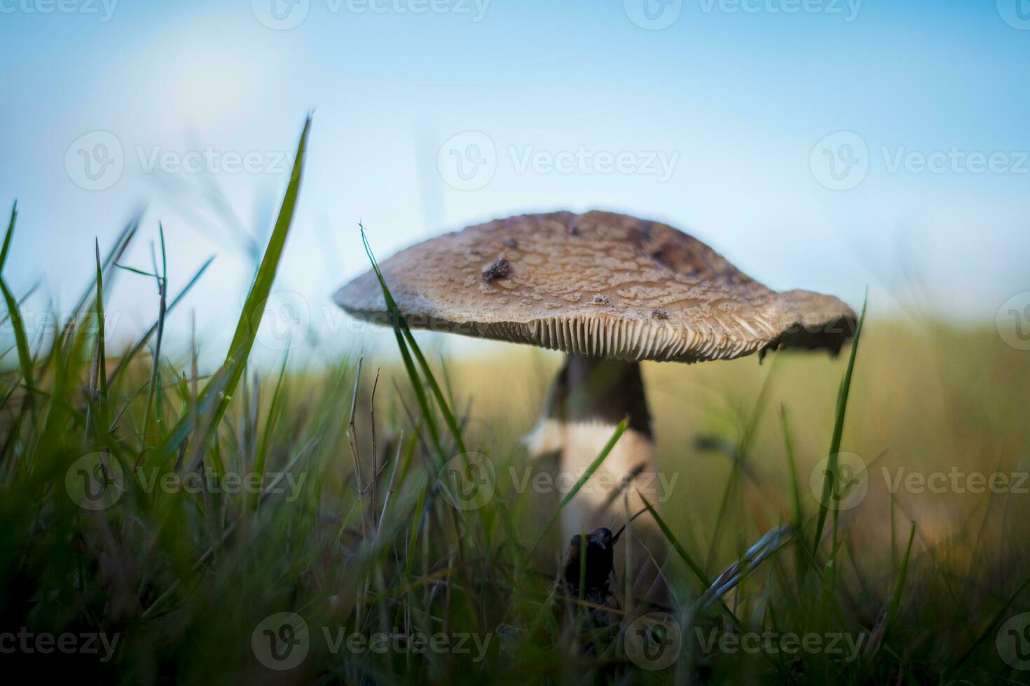 The blusher mushroom is the common name for several closely related species of the genus Amanita photo