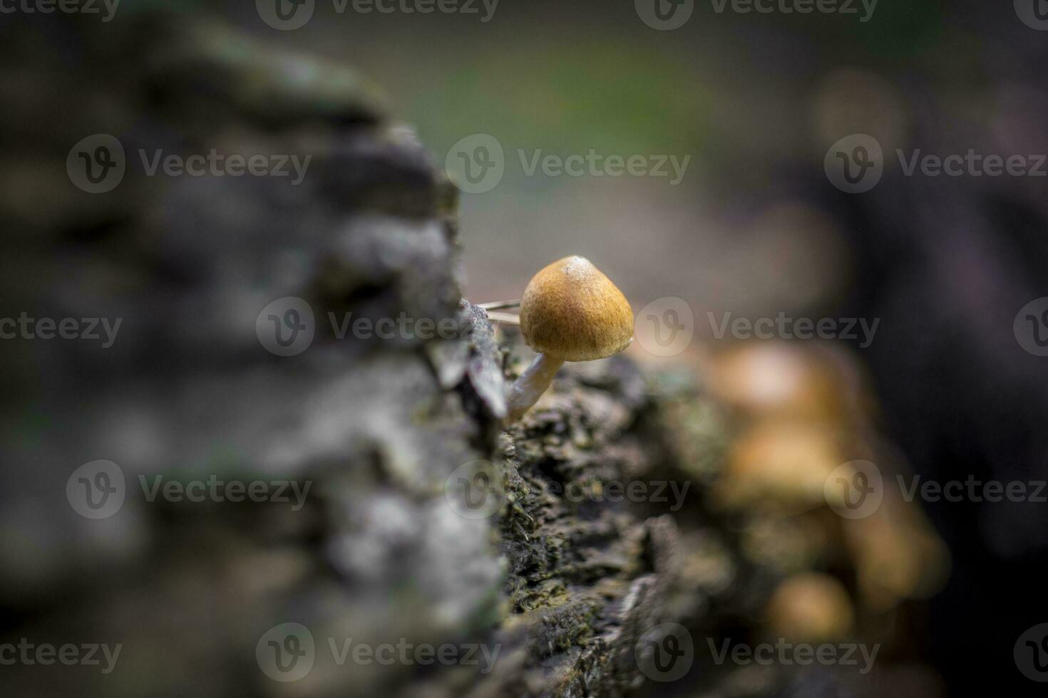 Close-up shot of scaly rustgill or latin name Gymnopilus sapineus, a widely distributed mushroom in conifer woods. photo