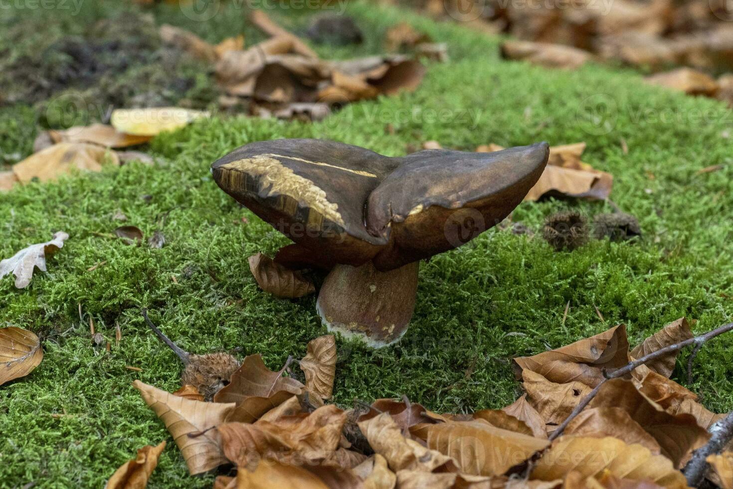 Closeup shot of Neoboletus luridiformis in the moss photo
