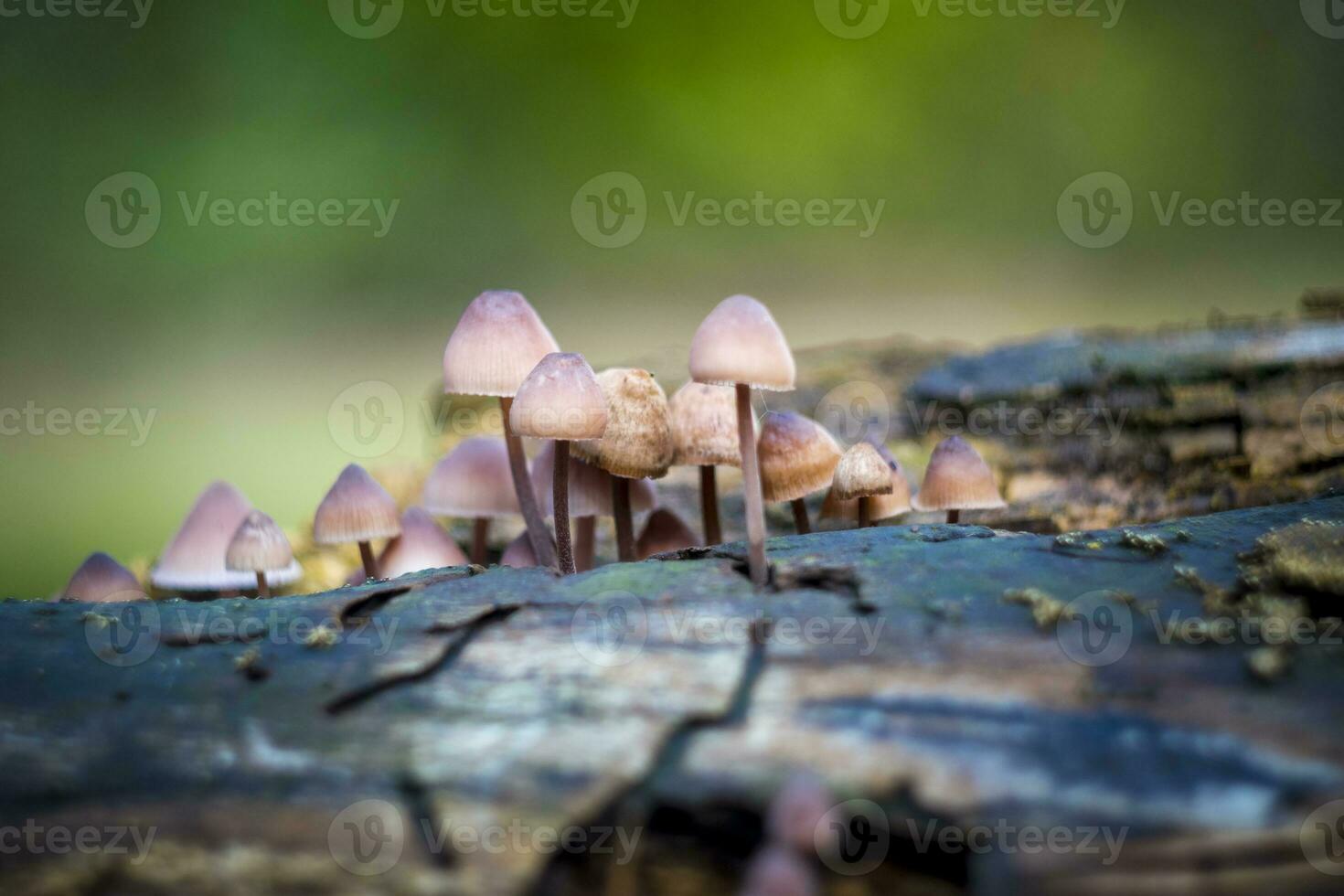 Close-up shot of bleeding fairy helmet mushrooms growing on a decaying tree log. photo
