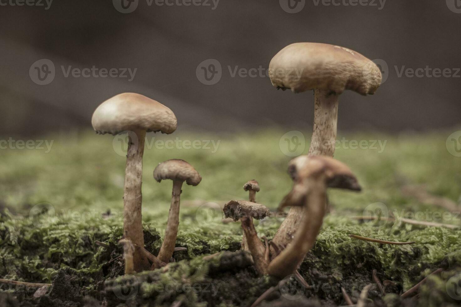 Closeup shot of mushrooms on a tree trunk with moss during autumn in the forest photo