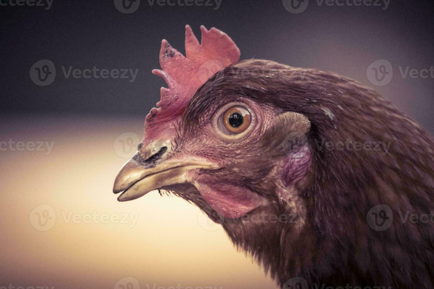 Close-up of brown domestic chicken head. photo