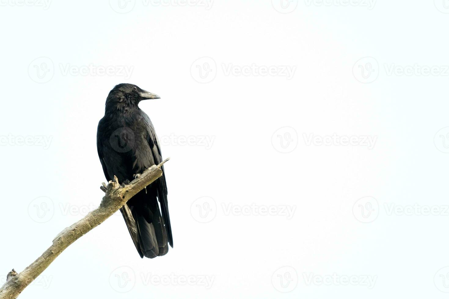Black crow sitting on a branch of a dead tree. photo