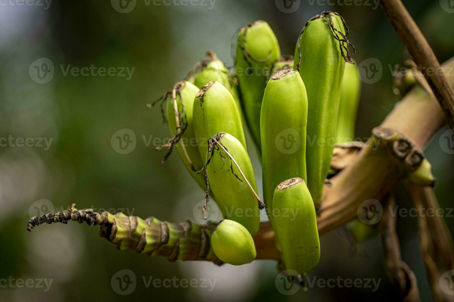 Closeup shot of small growing banana's on the branch of a banana tree photo