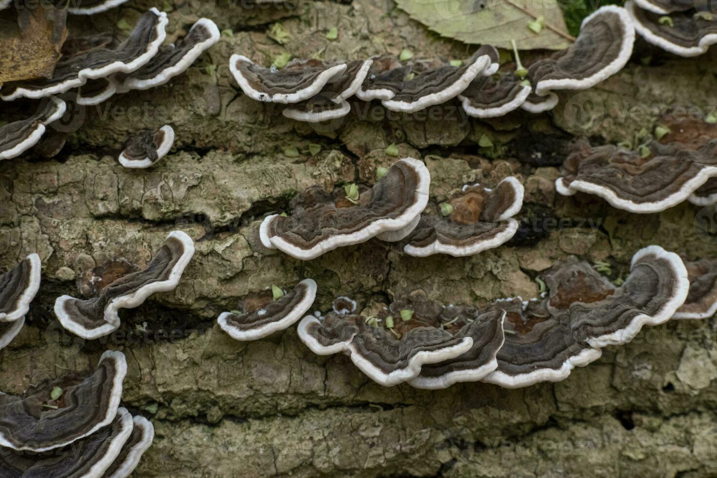 Turkey tail mushroom growing on a tree log in the forest photo