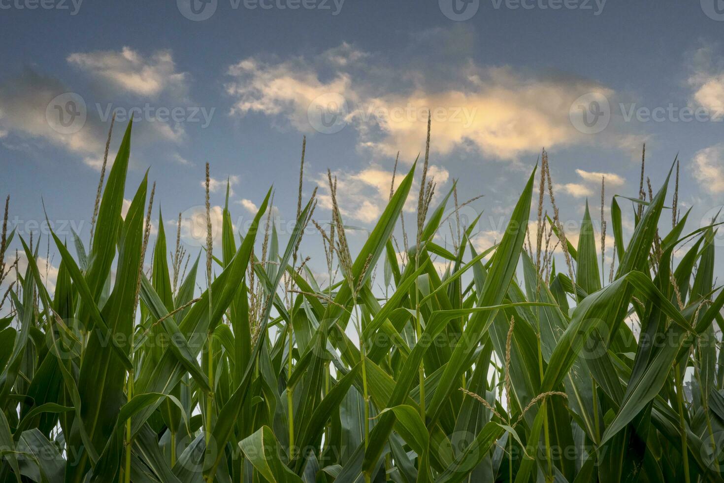 Close-up of corn field against blue sky with clouds during golden hour photo