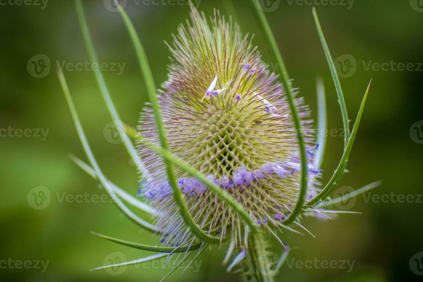 Close-up macro shot of a Dipsacus fullonum or Dipsacus sylvestris commonly known as wild teasel or fuller's teasel photo