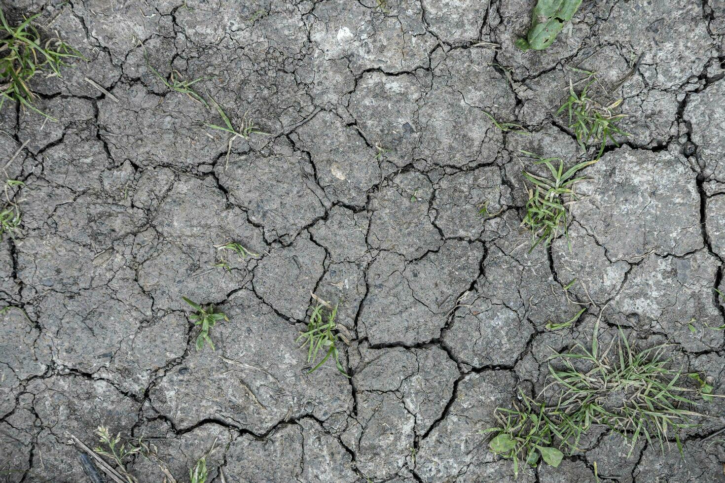 Drought causing cracks in the soil as a result of climate change photo
