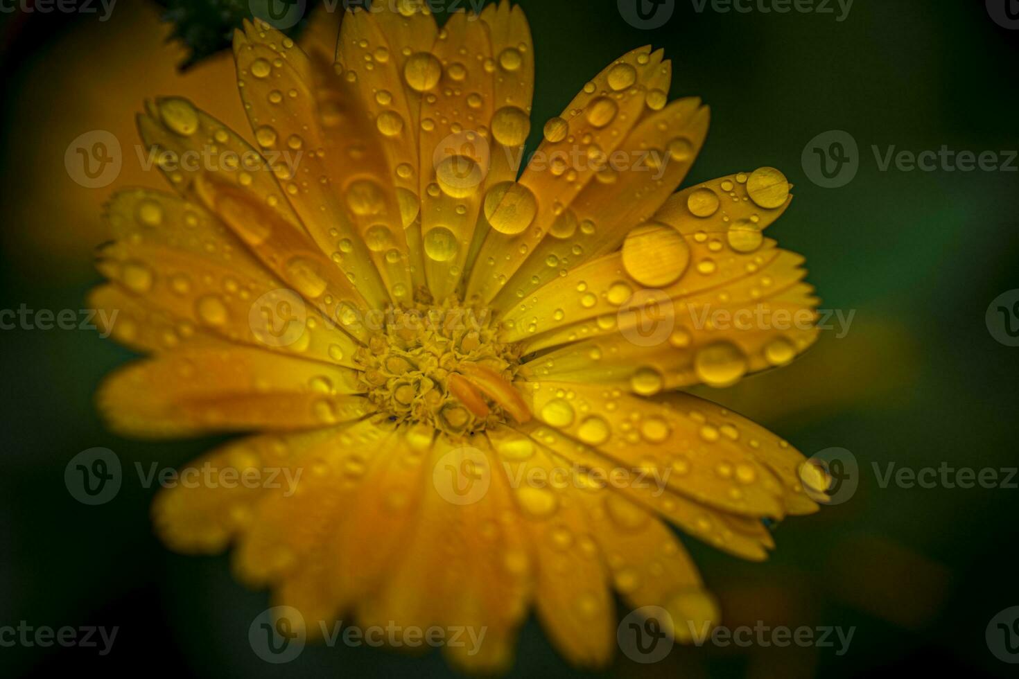 Close-up macro shot of orange marigold flower with raindrops and green blurry background. photo