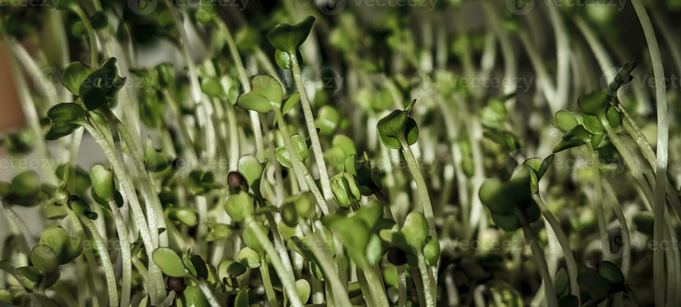 Homegrown broccoli sprouts, close-up of the sprouts. photo