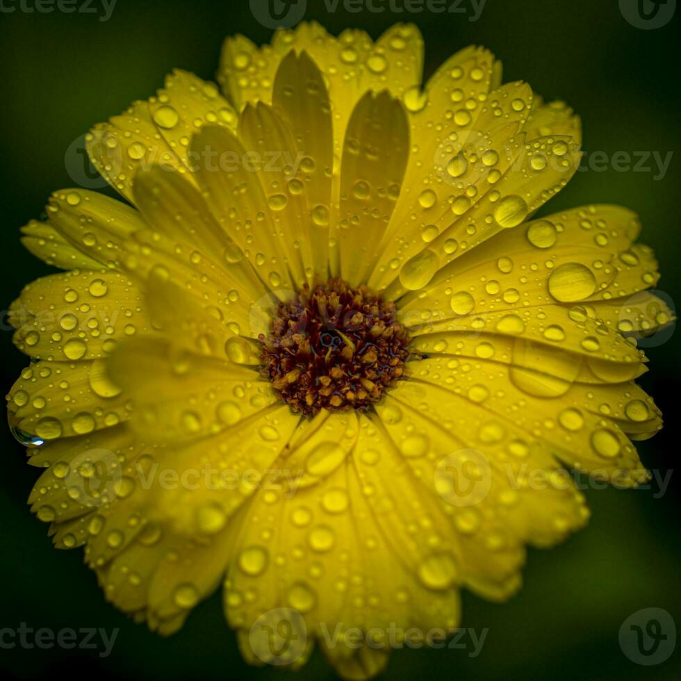 Close-up macro shot of yellow marigold flower with raindrops and green blurry background. photo