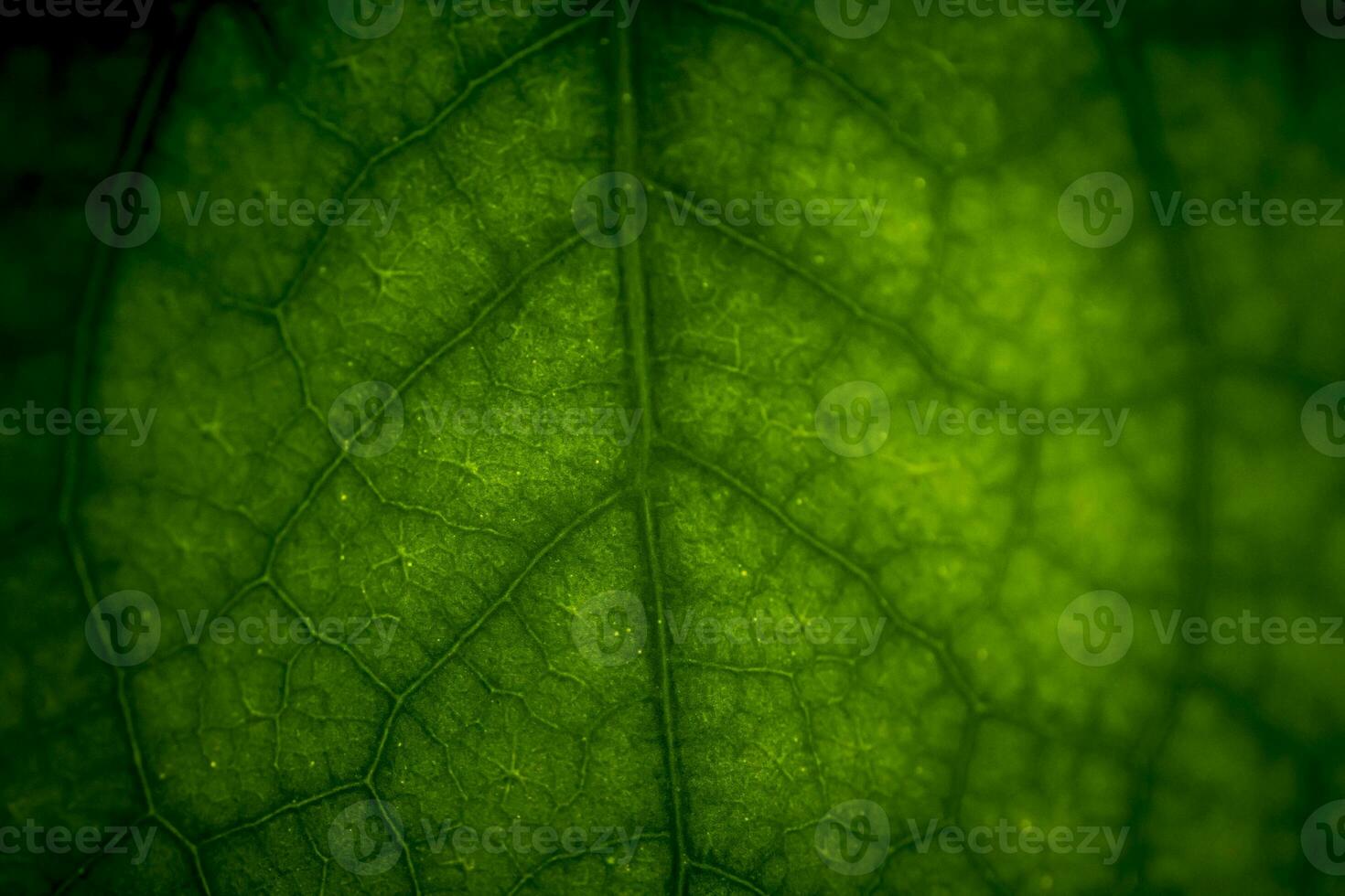 Abstract closeup of green leaf with vein pattern photo