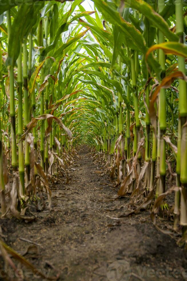 Vertical low angle shot of corn field between the crop photo