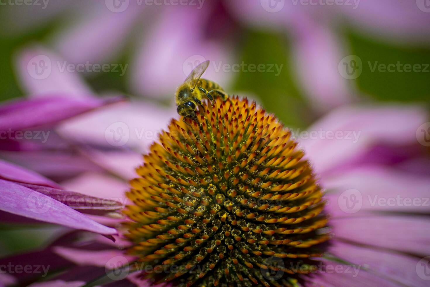 Macro shot of bee feeding on the nectar of a Echinacea purpurea, the eastern purple coneflower photo