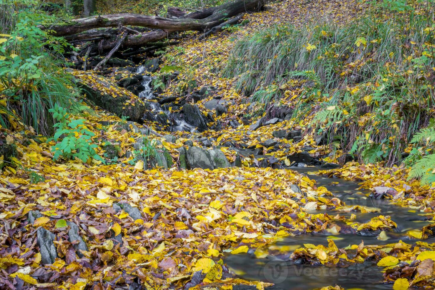 Autumn forest scene with colored foliage and flowing water between rocks photo
