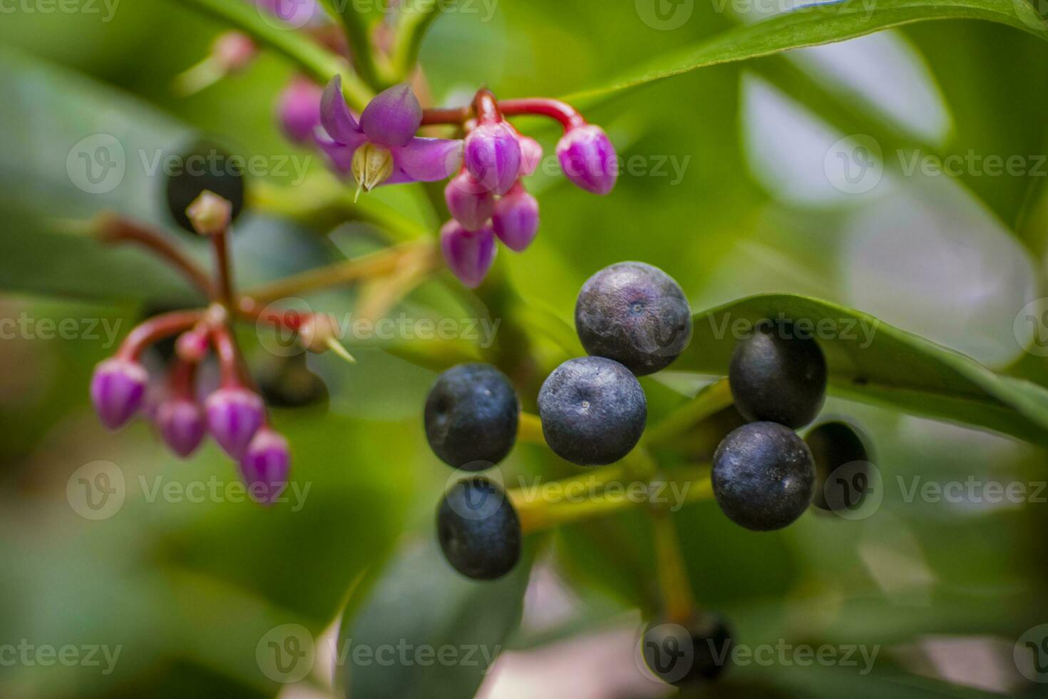 Closeup macro shot with selective focus of ardisia lurida showing berries and flowers photo