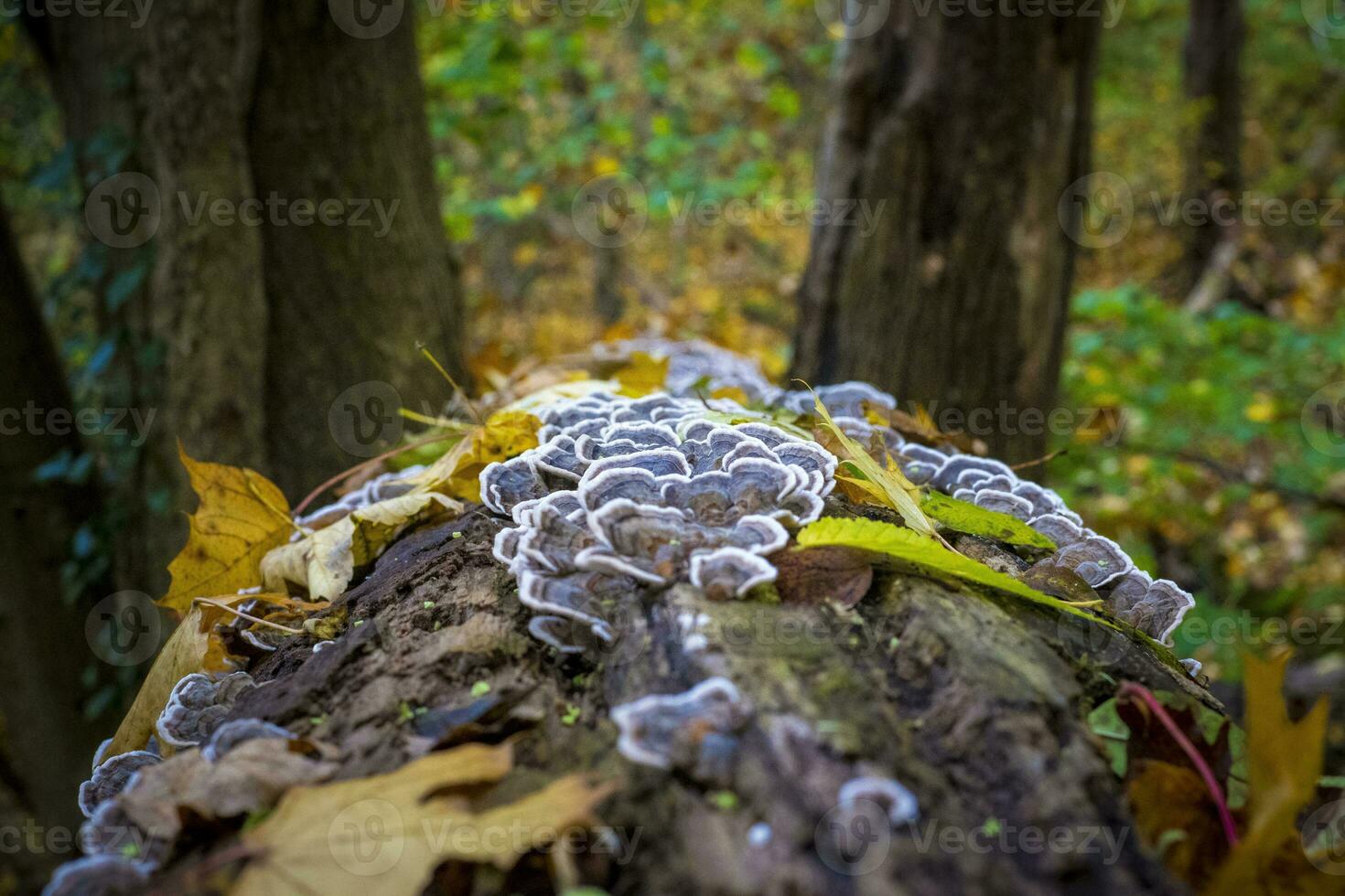Turkey tail mushroom growing on a tree log in the forest photo