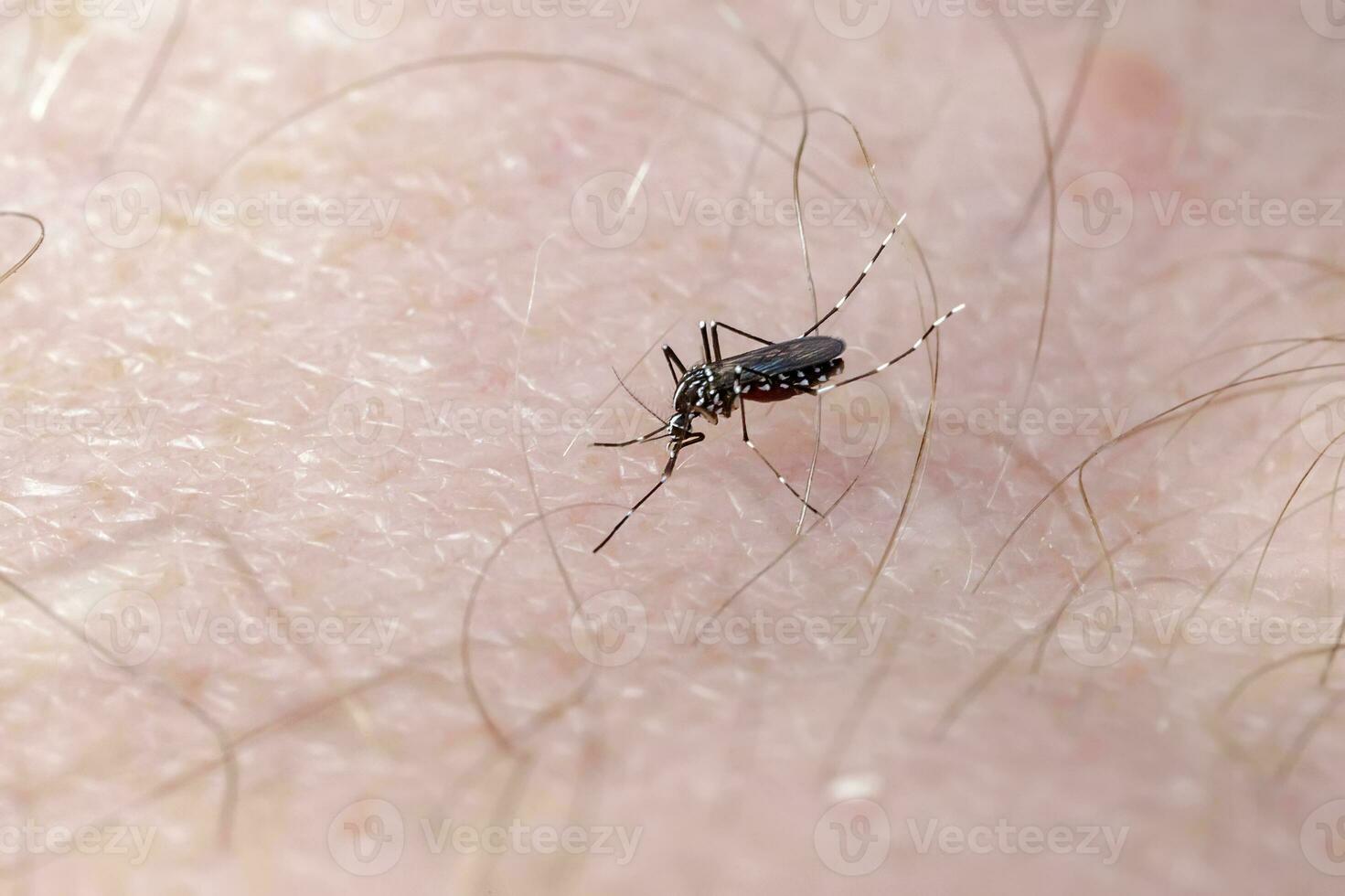 Asian Tiger Mosquito sucking blood on human skin. Close photo