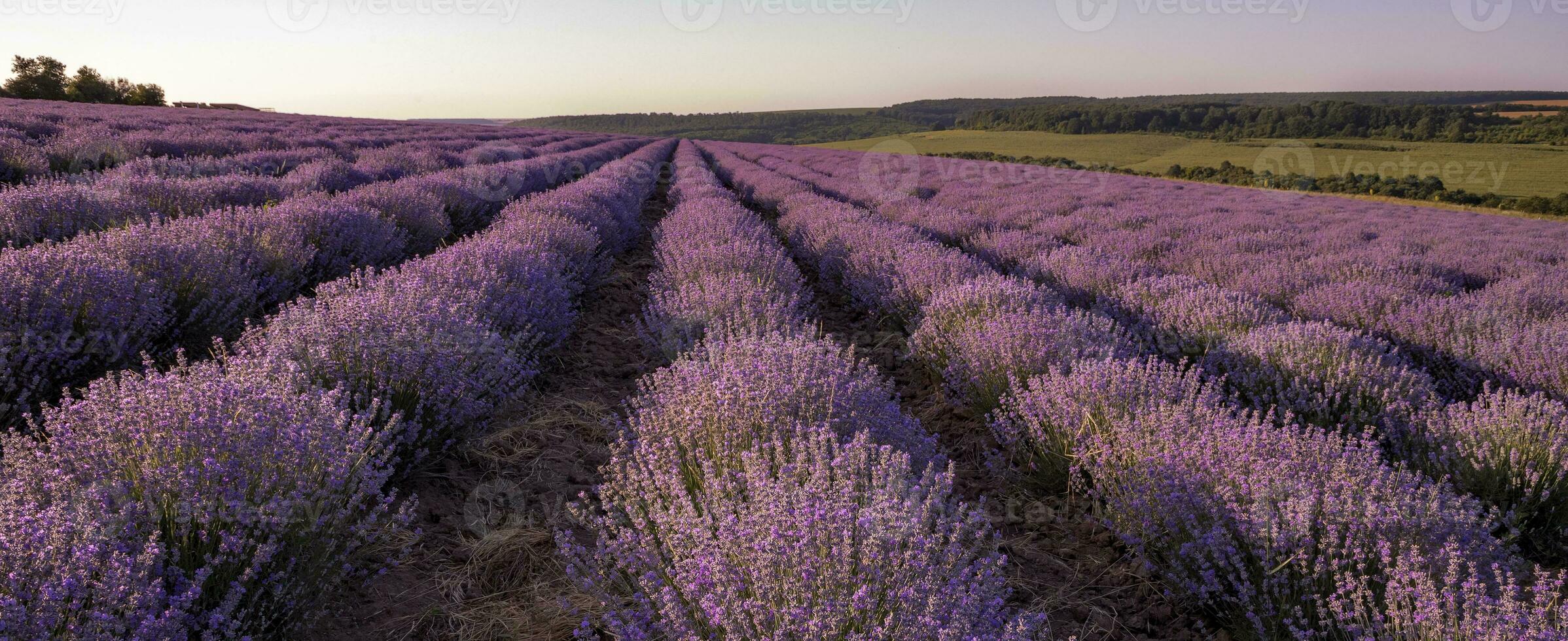 Lavender flower blooming scented fields in endless rows. photo