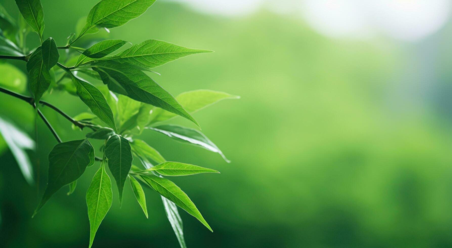 AI generated green branches on the leafy branches with sunlight. photo