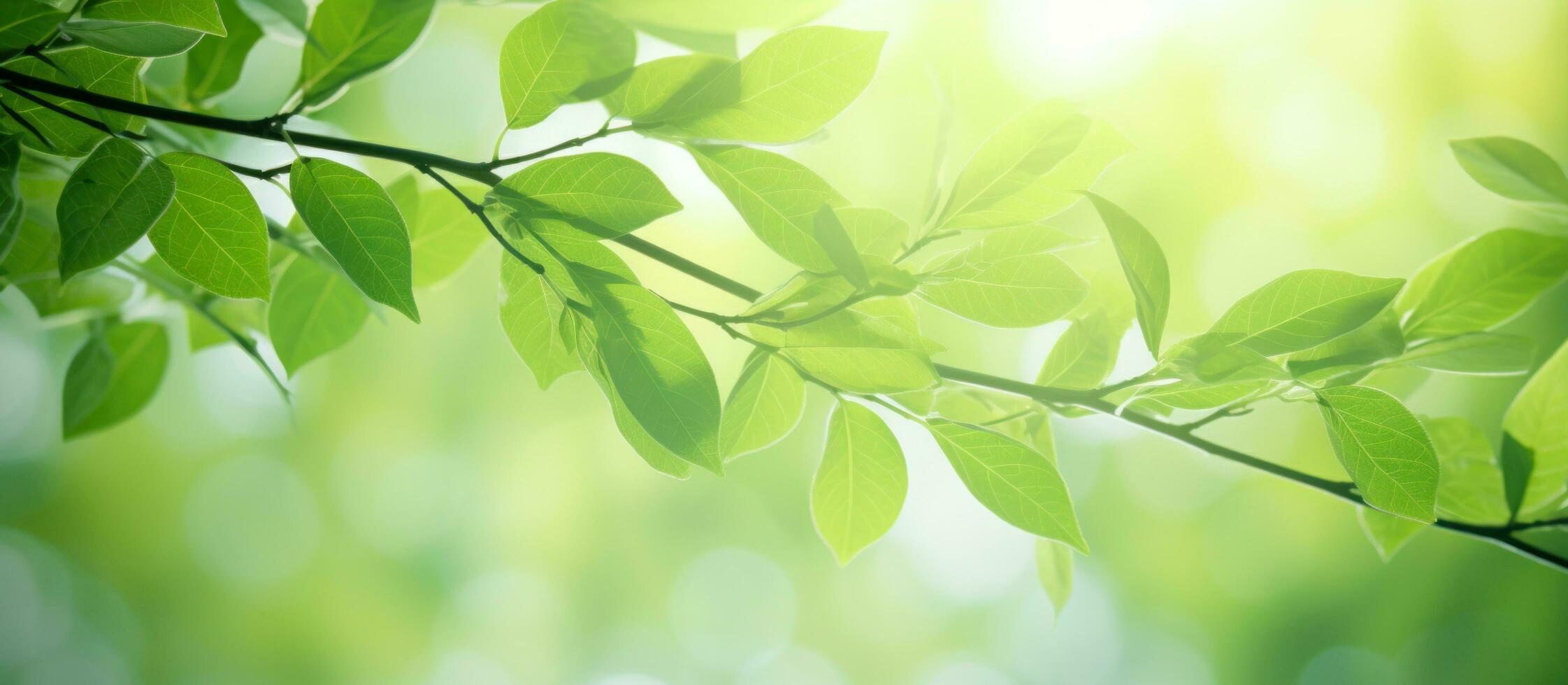 AI generated green branches on the leafy branches with sunlight. photo