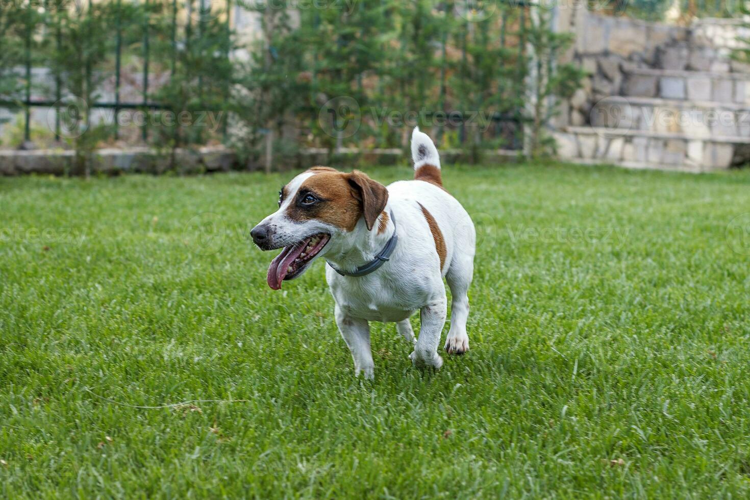 puppy purebred jack Russell terrier walking in a garden photo