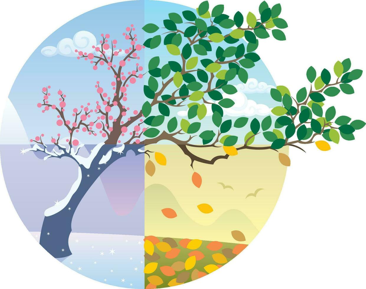 Seasons Cycle on White vector