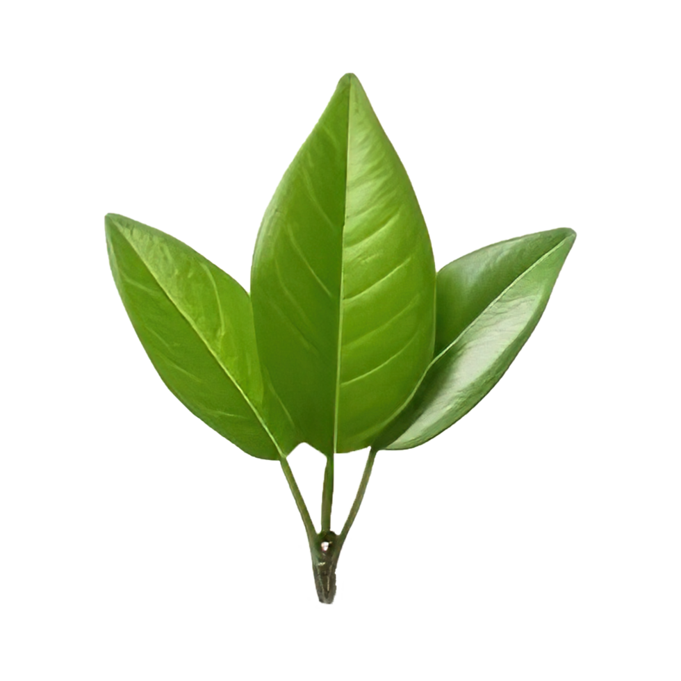 AI generated Fresh green tea leaf on transparent background png