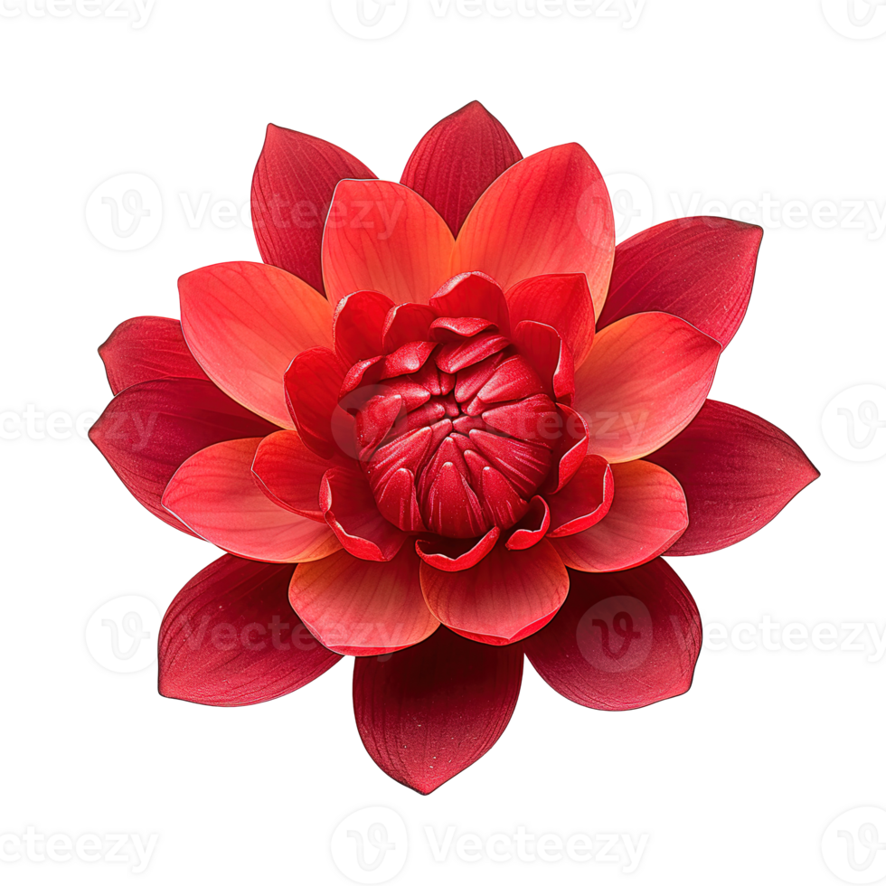 AI generated Red Lotus flower on transparent background png