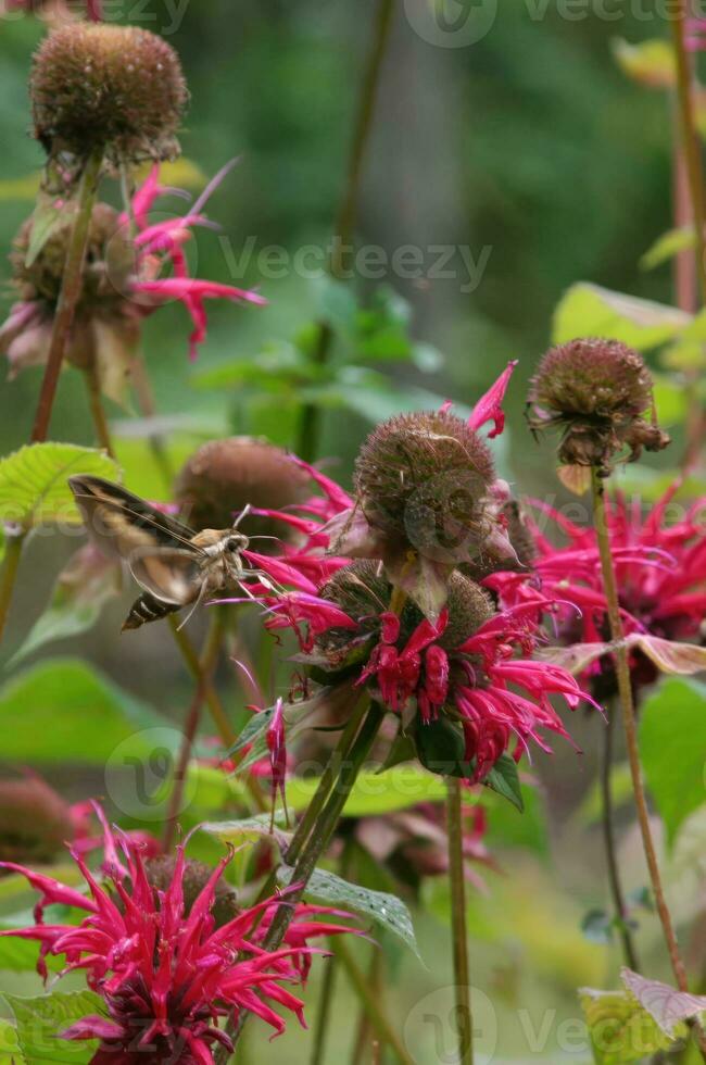 Sphinx moth Vermont photo