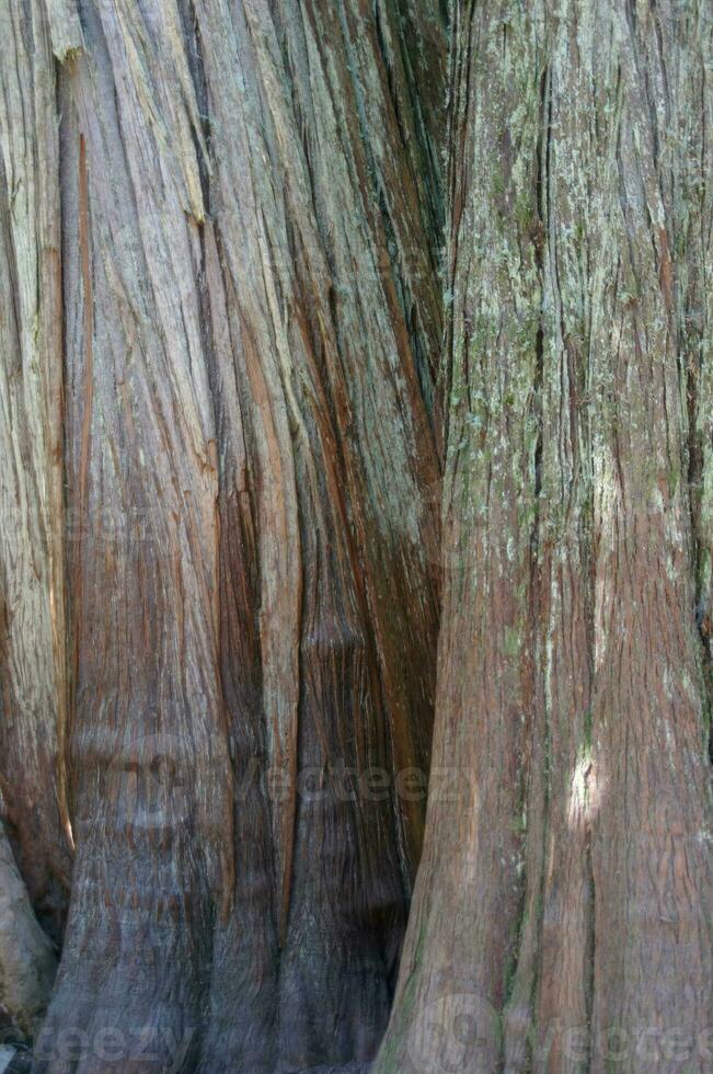 Distinctive bark  of a Western Red Cedar photo