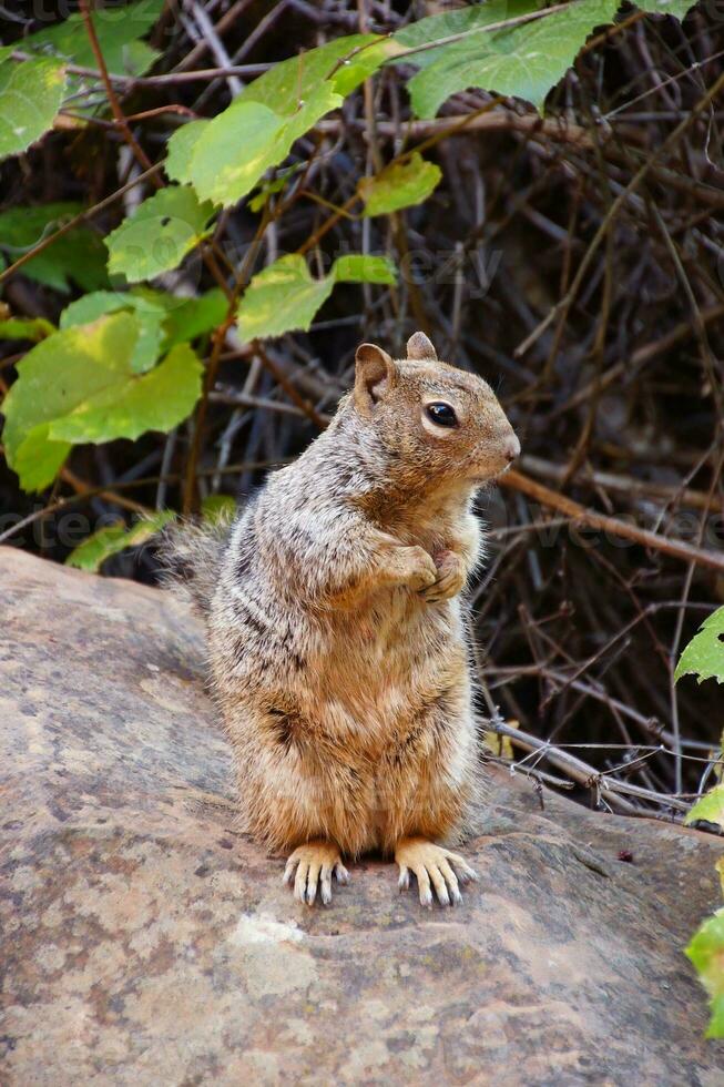 Ground squirrel Utah photo