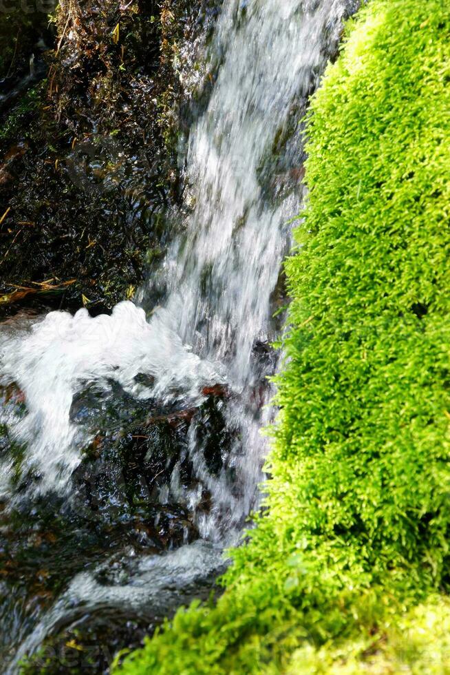 Green moss in alpine stream photo