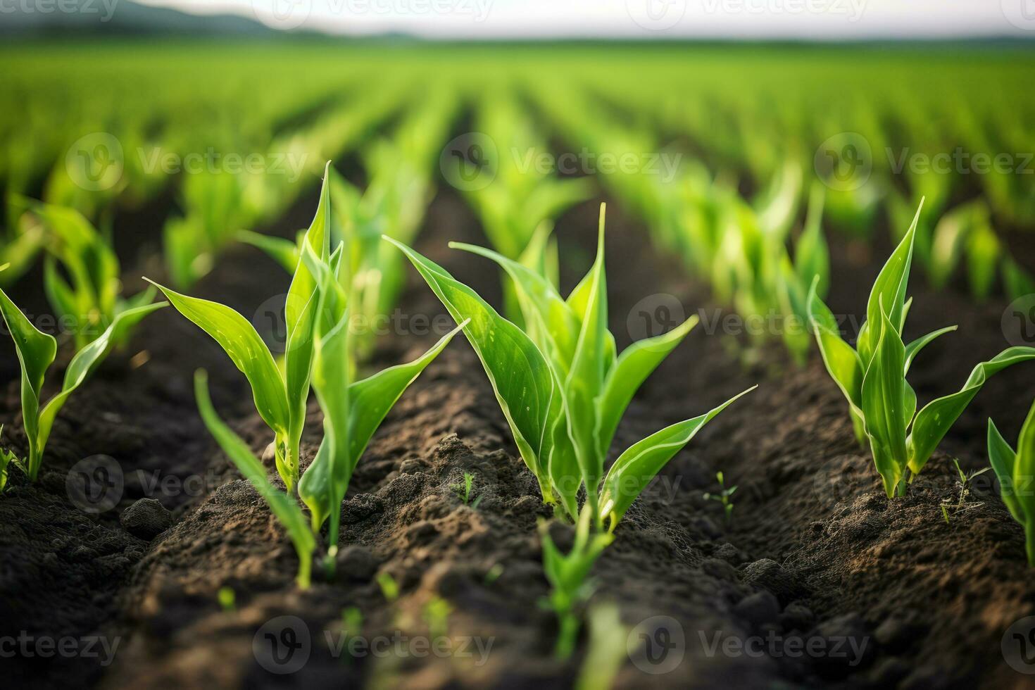 AI generated Rows of young corn plants growing on the field. Generative AI photo