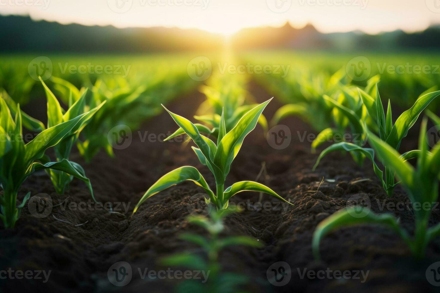 AI generated Rows of young corn plants growing on the field. Generative AI photo