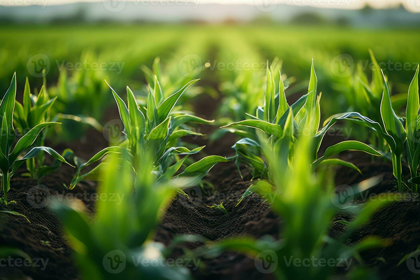 ai generado filas de joven maíz plantas creciente en el campo. generativo ai foto