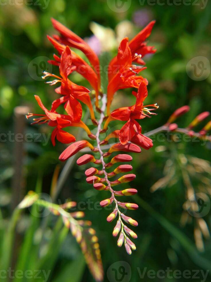 Lucifer Crocosmia in Seattle garden photo