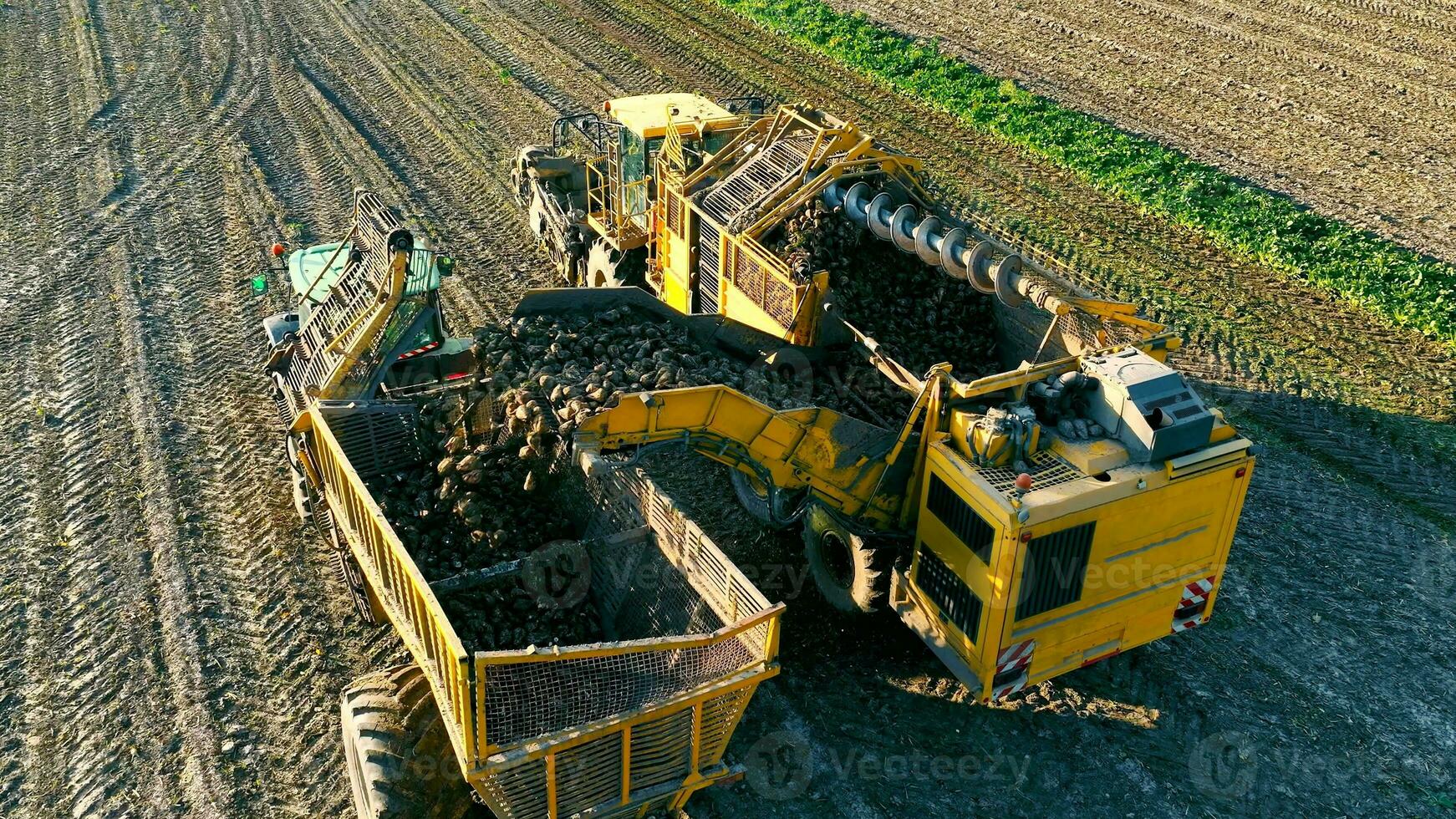 cosecha azúcar remolacha en el campo. cargando remolacha sobre un tractor remolque. el remolacha cosecha siendo cargado para transporte a el depósito. foto