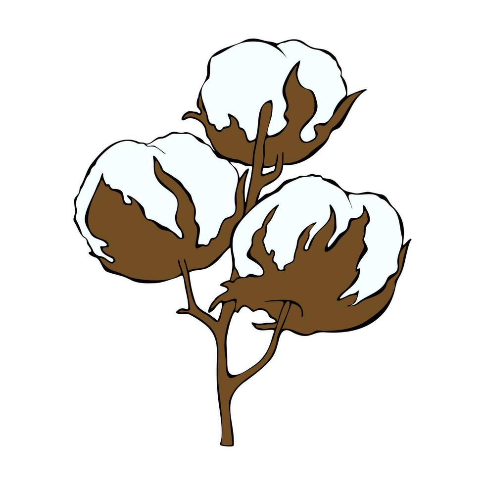 Flowers cotton on branch, hand drawn sketch, isolated, on white background. Element for design. vector