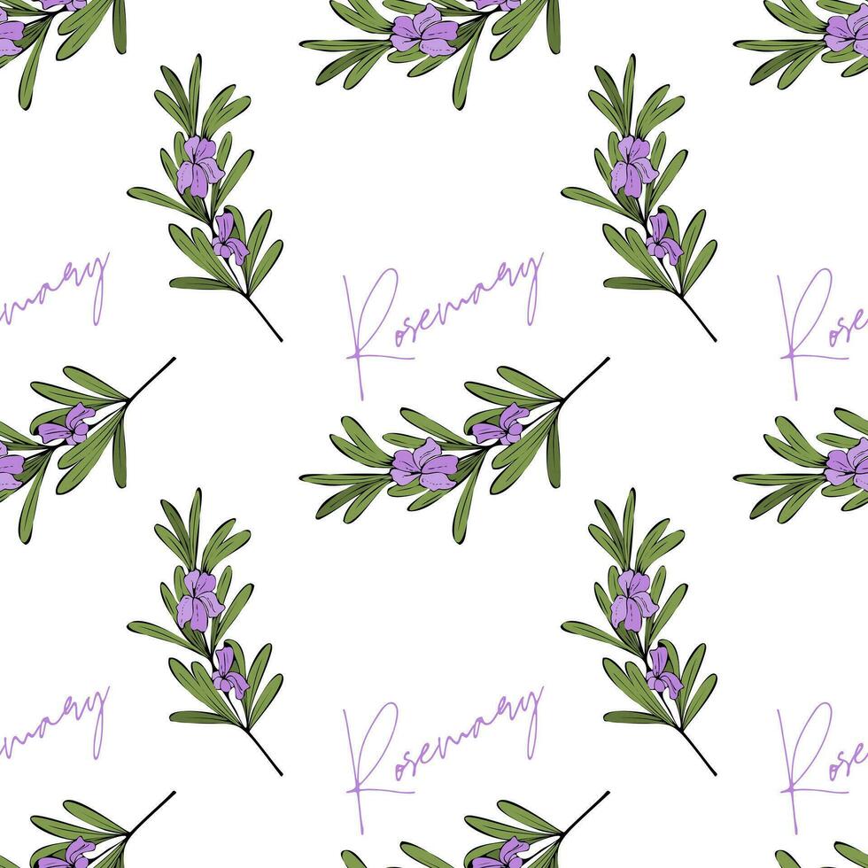 Rosemary sprigs with flowers, pattern with inscription and hand-drawn branch, Provencal style. On a white background. vector