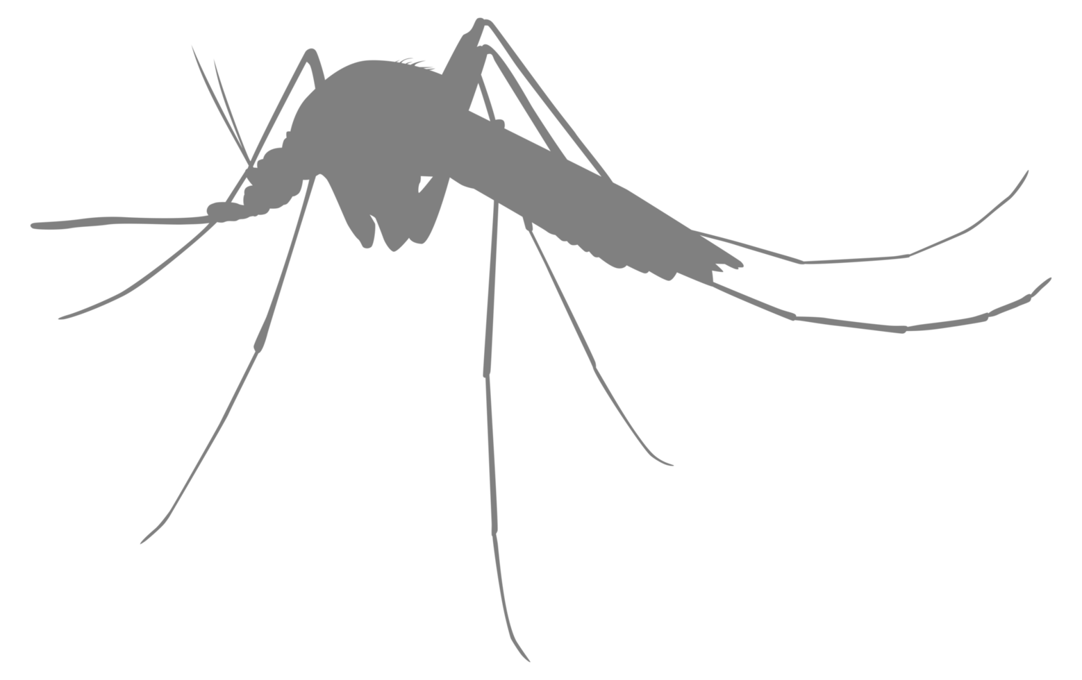 Mosquito Silhouette, can use for Art Illustration Pictogram, Website, and Graphic Design Element. Format PNG