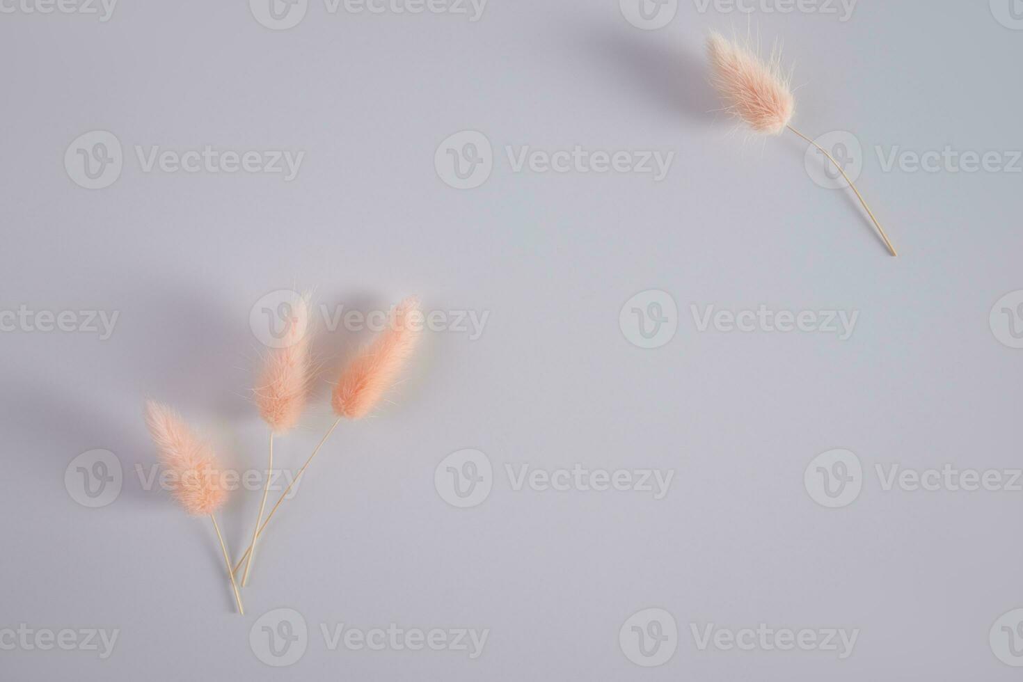 Fluffy spikes of natural dry plant hare tail peach color on gray background with copy space. The trending color of the year 2024 is peach fuzz. photo