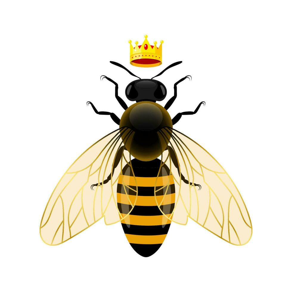 reina abeja alas parte superior ver vector ilustración