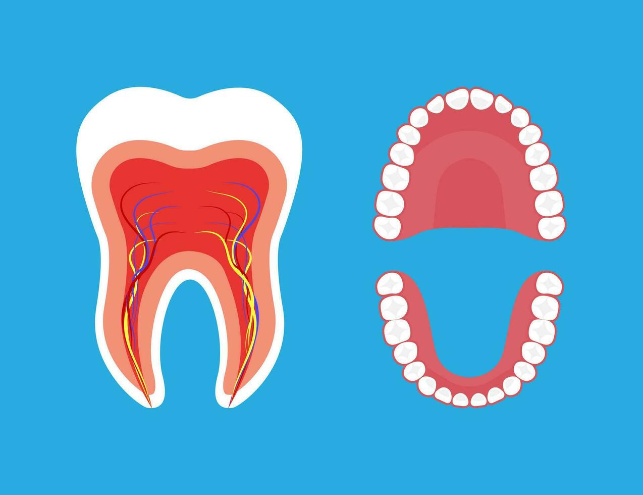 diente anatomía y oral cavidad estructura vector ilustración