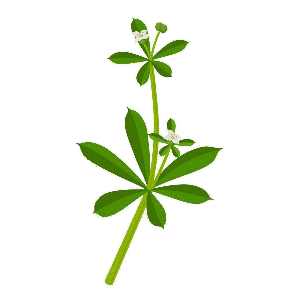 Vector illustration, Galium aparine, with common names including cleavers, Goosegrass, catchweed, Stickyweed, and sticky willy, isolated on white background.